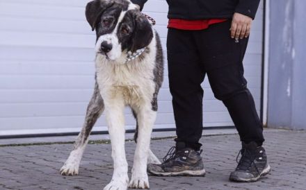 Happy End gesucht für Lucio