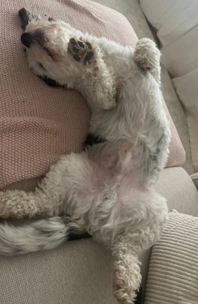 Günni, geb. ca. 12/2023, lebt auf einer Pflegestelle in 2672 Märel, Luxemburg