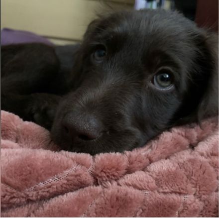 Labradoodle F1B Welpen