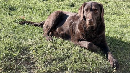 Labradoodle F1B Welpen