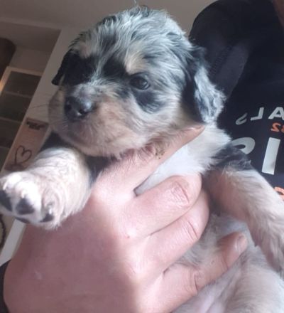Goldenaussie Welpen