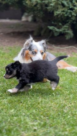 Goldenaussie Welpen
