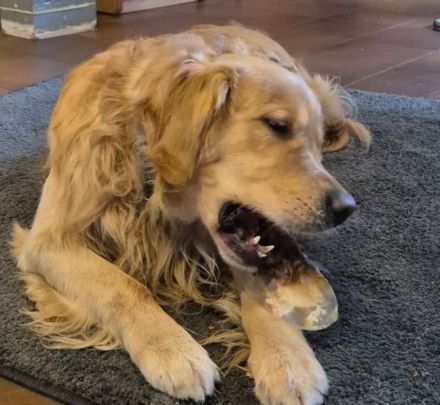 Goldenaussie Welpen