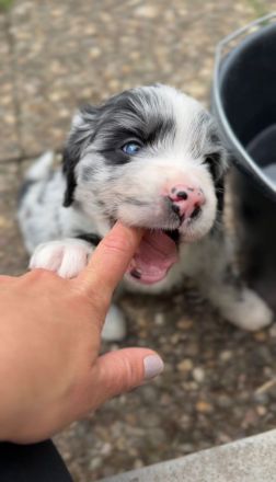 Goldenaussie Welpen