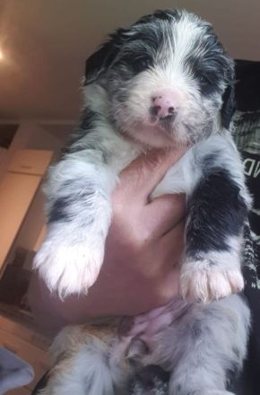 Goldenaussie Welpen