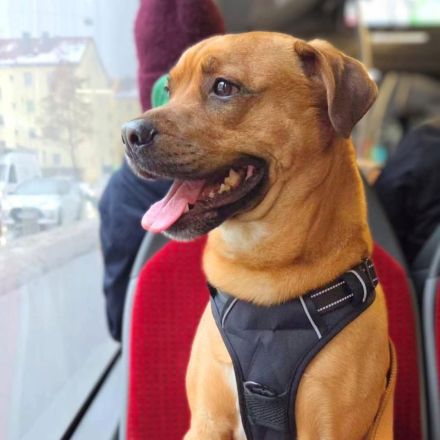 Smokey in 90441 Nürnberg sucht sein Für-immer-Zuhause