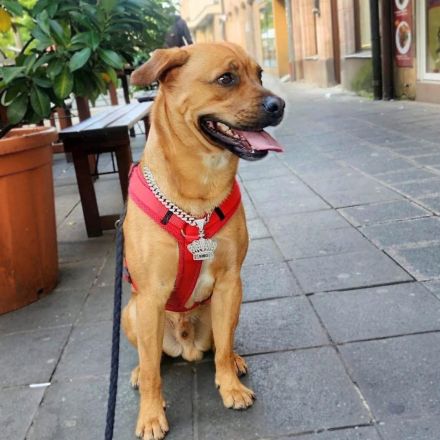 Smokey in 90441 Nürnberg sucht sein Für-immer-Zuhause
