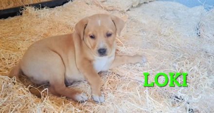 Loki, erst 6 Wochen auf der Welt, sucht er sein Glück