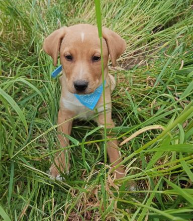 Loki, erst 6 Wochen auf der Welt, sucht er sein Glück