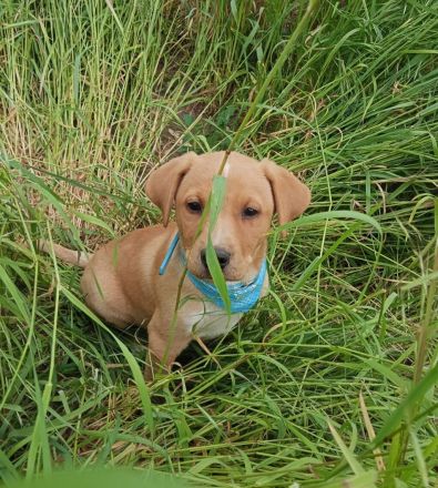 Loki, erst 6 Wochen auf der Welt, sucht er sein Glück