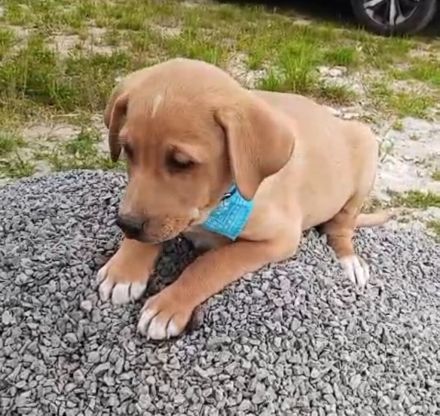 Loki, erst 6 Wochen auf der Welt, sucht er sein Glück