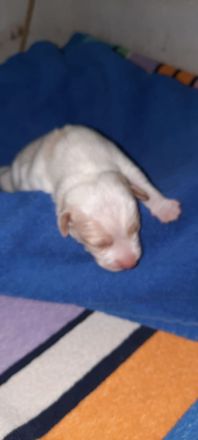 Dänisch schwedischer farmhund