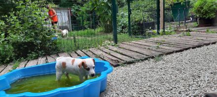Dänisch schwedischer farmhund
