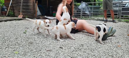 Dänisch schwedischer farmhund