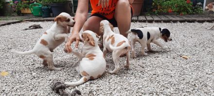 Dänisch schwedischer farmhund