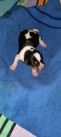 Dänisch schwedischer farmhund
