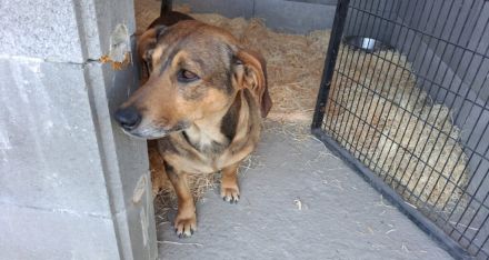 Lisa, Mutter mit ihren 4 Welpen im Tierheim gelandet