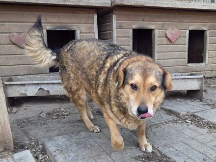 Bosko, charmanter Bub' sehnt sich nach Abwechslung und Menschen, 5J, 51cm