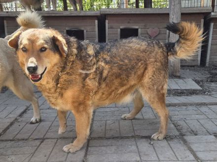 Bosko, charmanter Bub' sehnt sich nach Abwechslung und Menschen, 5J, 51cm