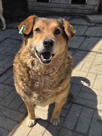 Bosko, charmanter Bub' sehnt sich nach Abwechslung und Menschen, 5J, 51cm