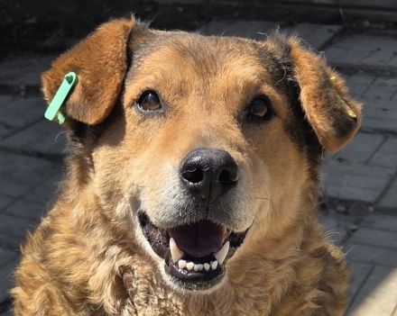 Bosko, charmanter Bub' sehnt sich nach Abwechslung und Menschen, 5J, 51cm