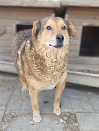 Bosko, charmanter Bub' sehnt sich nach Abwechslung und Menschen, 5J, 51cm
