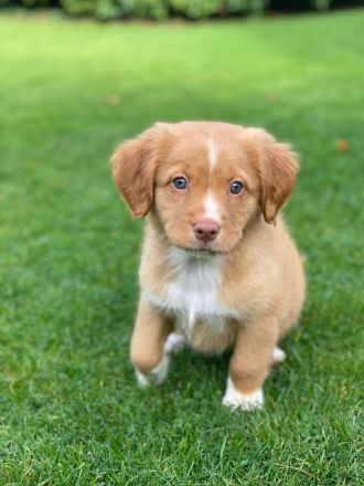 Nova Scotia Duck Tolling Retriever Welpen