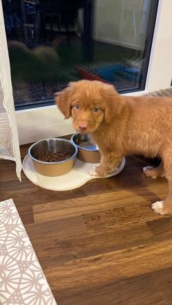 Nova Scotia Duck Tolling Retriever Welpen