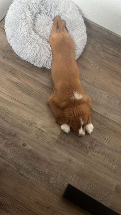Nova Scotia Duck Tolling Retriever Welpen