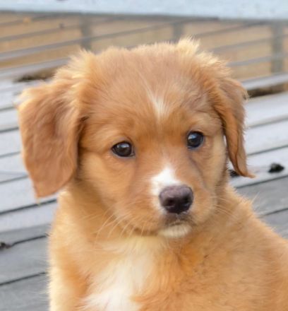 Nova Scotia Duck Tolling Retriever Welpen
