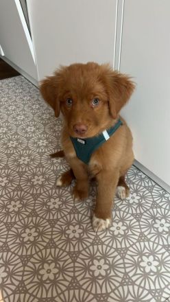 Nova Scotia Duck Tolling Retriever Welpen