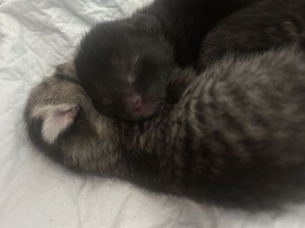 Wunderschöne BKH Tabby Mackerel Kitten in liebevolle Hände abzugeben