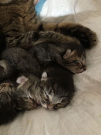 Wunderschöne BKH Tabby Mackerel Kitten in liebevolle Hände abzugeben
