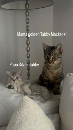 Wunderschöne BKH Tabby Mackerel Kitten in liebevolle Hände abzugeben