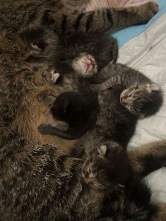 Wunderschöne BKH Tabby Mackerel Kitten in liebevolle Hände abzugeben