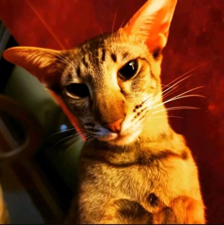 Traumkater mit Malheuren sucht neues Zuhause