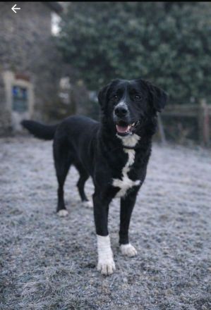 🐾 Lena sucht ihr Zuhause fürs Leben 🐾