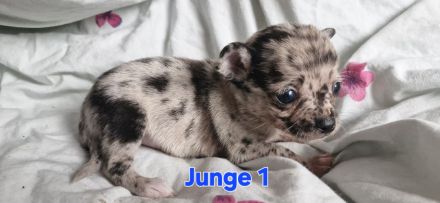 Wir suchen bald ein zu hause