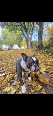 Old Englisch Bulldog