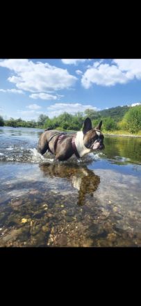 Old Englisch Bulldog