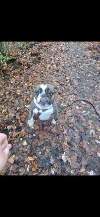 Old Englisch Bulldog