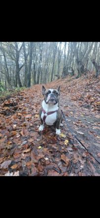Old Englisch Bulldog