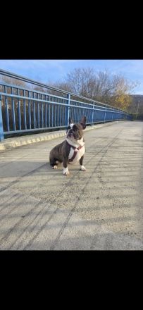 Old Englisch Bulldog