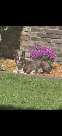 Old Englisch Bulldog