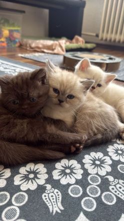 1 Kitten sucht eine Liebevolles Zuhause