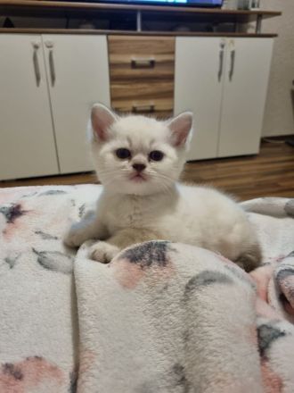 1 Kitten sucht eine Liebevolles Zuhause