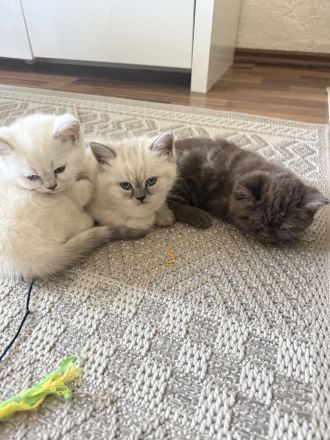 1 Kitten sucht eine Liebevolles Zuhause
