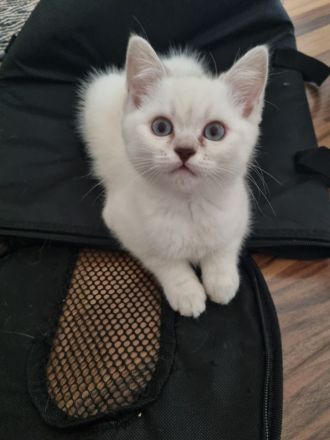 1 Kitten sucht eine Liebevolles Zuhause