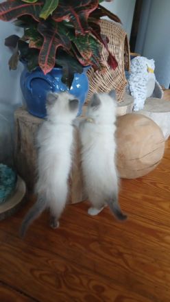 Reinrassige Heilige Birma Kitten in der Farbe blue point, 13 Wo. alt, bei Schwerin