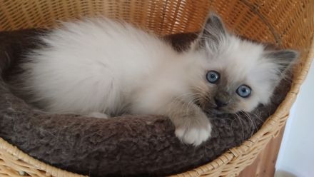 Reinrassige Heilige Birma Kitten in der Farbe blue point, 13 Wo. alt, bei Schwerin